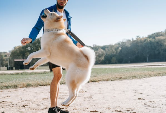 Le pouvoir des colliers de dressage pour chiens : un examen plus approfondi
