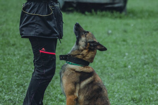 Colliers de dressage pour chiens : un guide complet
