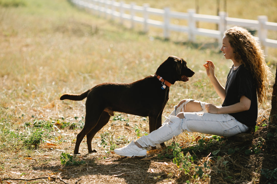 Libérez le potentiel : les colliers de dressage pour chiens démystifiés