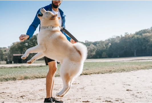 Le pouvoir des colliers de dressage pour chiens : un examen plus approfondi