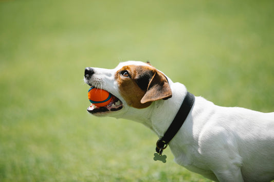 Colliers de dressage pour chiens : un voyage qui remue la queue vers un meilleur comportement